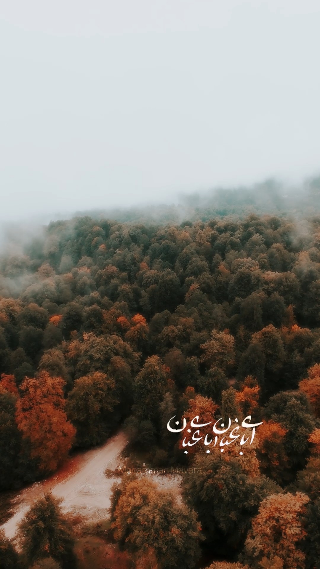 پاییز جنگل